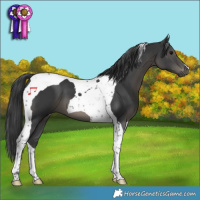 Horse Color:Black Tobiano 