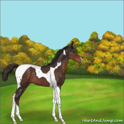 Horse Color:Liver Chestnut Tobiano 