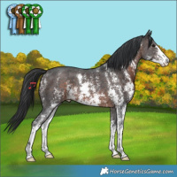 Horse Color:Brown Sabino 