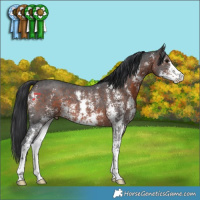 Horse Color:Brown Sabino 