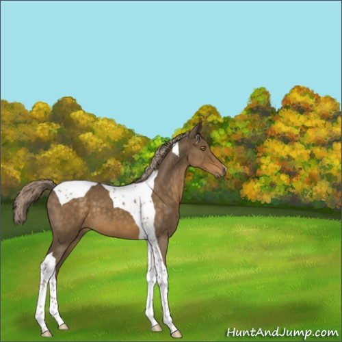 Horse Color:Chocolate Palomino Roan Tobiano 