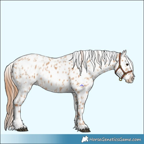 Horse Color:Red Dun Appaloosa  and Red Dun Appaloosa 