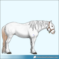 Horse Color:Red Dun Appaloosa  and Red Dun Appaloosa 