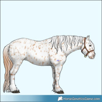 Horse Color:Red Dun Leopard  and Red Dun Near Leopard 