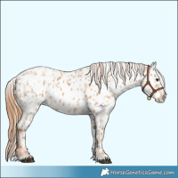 Horse Color:Red Dun Appaloosa  and Red Dun Appaloosa 