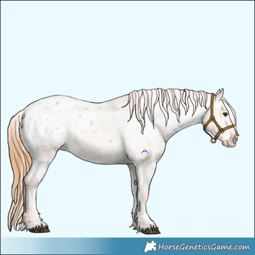 Horse Color:Red Dun Appaloosa  and Red Dun Appaloosa 