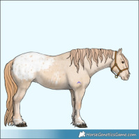 Horse Color:Red Dun Appaloosa  and Red Dun Appaloosa