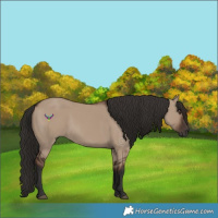 Horse Color:Liver Red Dun Rabicano 