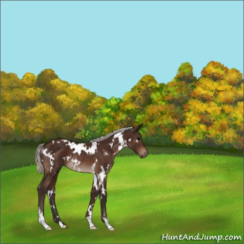 Horse Color:White Spotted Silver Brown Rabicano 