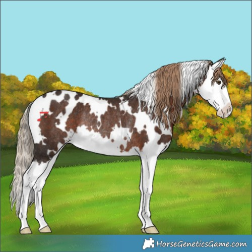 Horse Color:White Spotted Liver Chestnut Splash Rabicano 