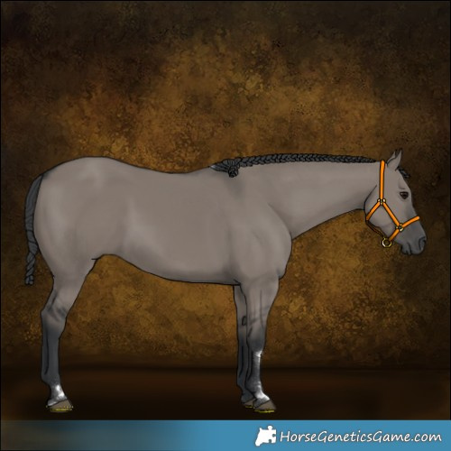 Horse Color:Grullo 