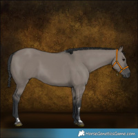 Horse Color:Grullo 