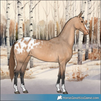 Horse Color:Bay Dun Appaloosa 