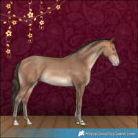 Horse Color:Amber Champagne Rabicano 