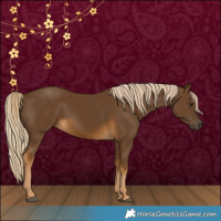 Horse Color:White Spotted Chocolate Palomino 