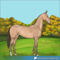 Horse Color:Amber Champagne 