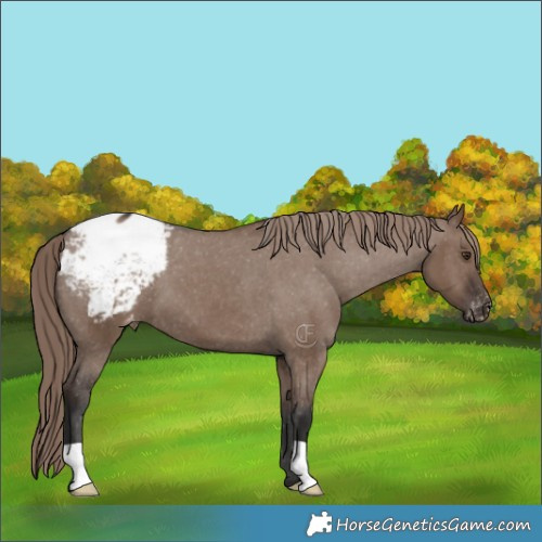 Horse Color:Liver Red Dun Appaloosa