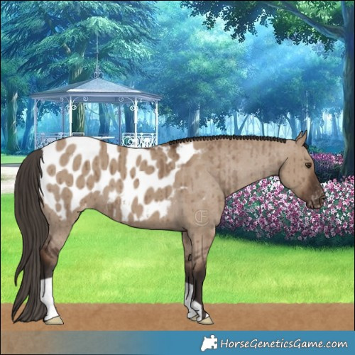 Horse Color:Liver Red Dun Appaloosa Brindle