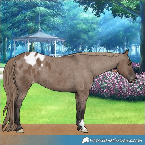 Horse Color:Liver Red Dun Appaloosa Brindle