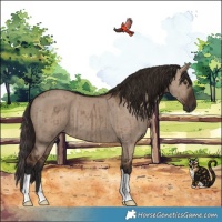 Horse Color:Liver Red Dun Brindle 