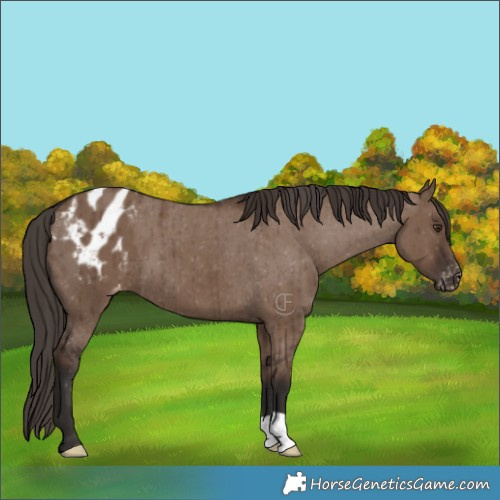Horse Color:Liver Red Dun Appaloosa Brindle