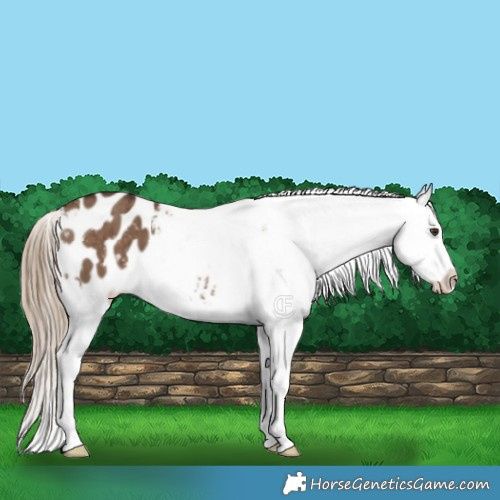 Horse Color:Liver Red Dun Appaloosa Brindle 