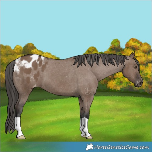 Horse Color:Liver Red Dun Appaloosa