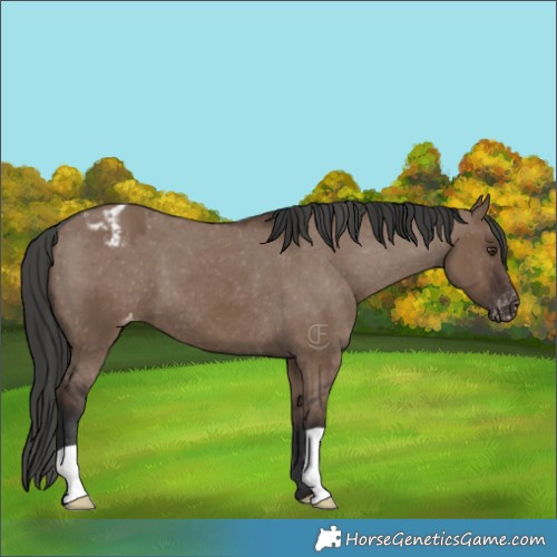 Horse Color:Liver Red Dun Appaloosa 