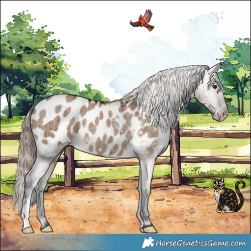 Horse Color:Liver Red Dun Appaloosa Brindle