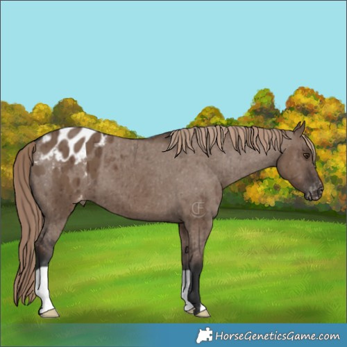 Horse Color:Liver Red Dun Appaloosa Brindle 