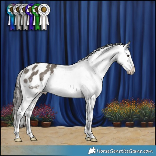 Horse Color:Grullo Appaloosa Brindle 