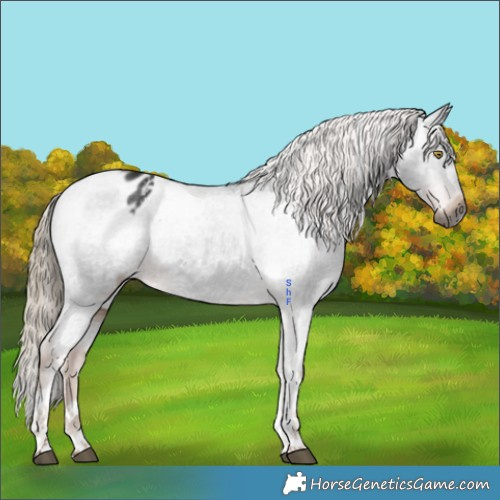 Horse Color:Gray Liver Chestnut Tobiano Appaloosa Rabicano 