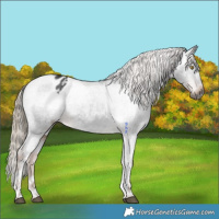 Horse Color:Gray Liver Chestnut Tobiano Appaloosa Rabicano