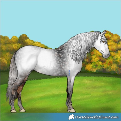 Horse Color:Gray Void Chestnut Tobiano Frame Appaloosa 