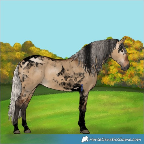 Horse Color:Gray Void Silver Bay Dun Tobiano 