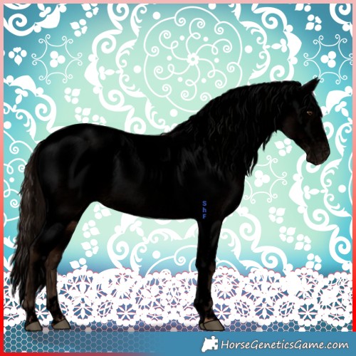 Horse Color:Void Liver Chestnut Tobiano Appaloosa 