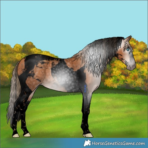 Horse Color:Gray Void Gold Champagne Splash Tobiano 