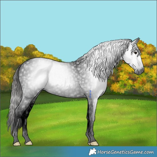 Horse Color:Gray Void Black Tobiano Appaloosa 