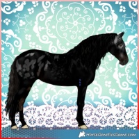 Horse Color:Gray Void Liver Chestnut Tobiano Appaloosa