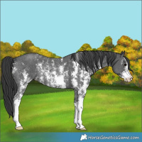Horse Color:Black Sabino Rabicano