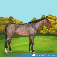 Horse Color:Bay Roan 