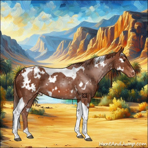 Horse Color:White Spotted Chestnut Tobiano Appaloosa 