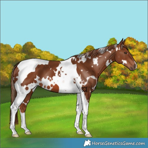 Horse Color:White Spotted Chestnut Tobiano 
