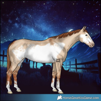 Horse Color:Red Dun Frame 