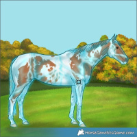 Horse Color:Thunderstruck White Spotted Chestnut Tobiano 