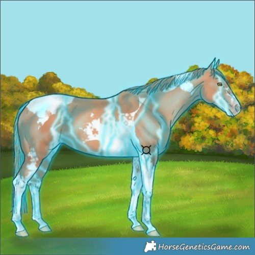 Horse Color:Thunderstruck Gold Champagne Tobiano 