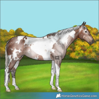 Horse Color:Gray White Spotted Silver Bay Tobiano 
