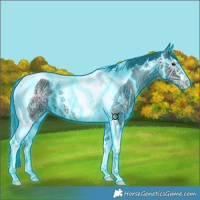 Horse Color:Thunderstruck Black Ice Tobiano 