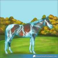 Horse Color:Thunderstruck Bay Tobiano 