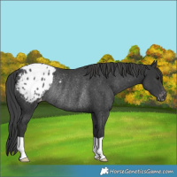 Horse Color:Black Appaloosa Rabicano 